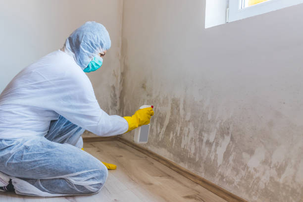 Licensed Mold Inspection service in Haledon, NJ - WQB Mold Removal