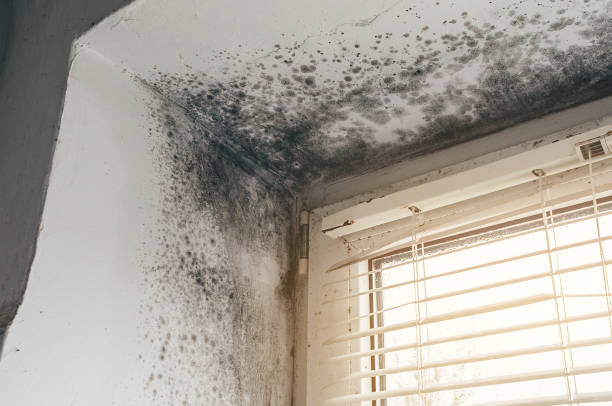 Affordable Mold Inspection solutions in Haledon, NJ