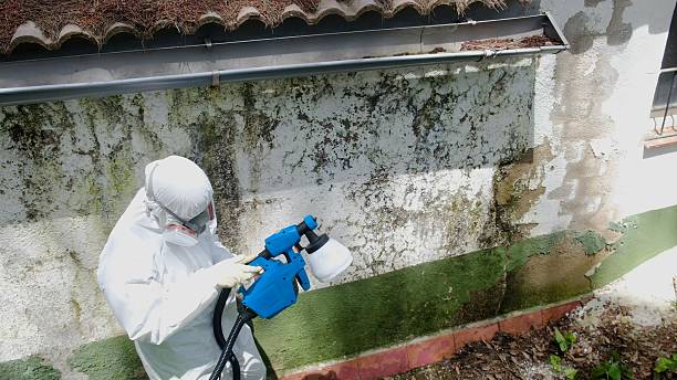 Top rated local Mold Inspection specialists in Haledon, NJ